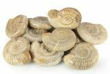 2 1/2" Polished Perisphinctes Ammonite Fossils - Madagascar - Photo 4